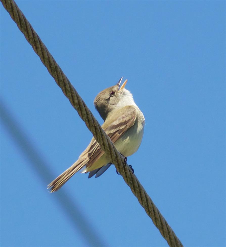 Willow Flycatcher Photo by Kathryn Keith