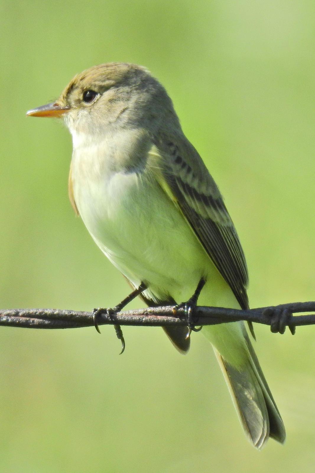 Willow Flycatcher Photo by Enid Bachman