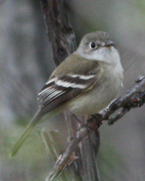 Least Flycatcher Photo by Andrew Core