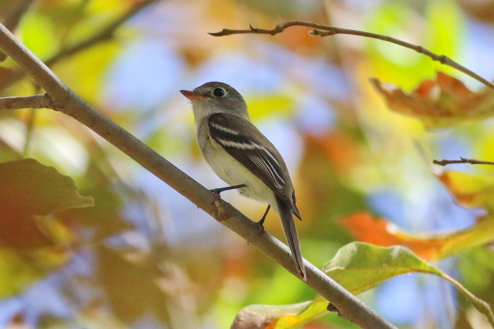 Least Flycatcher Photo by Tom Ford-Hutchinson