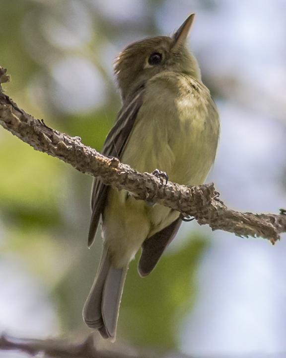 Pacific-slope Flycatcher Photo by Anthony Gliozzo