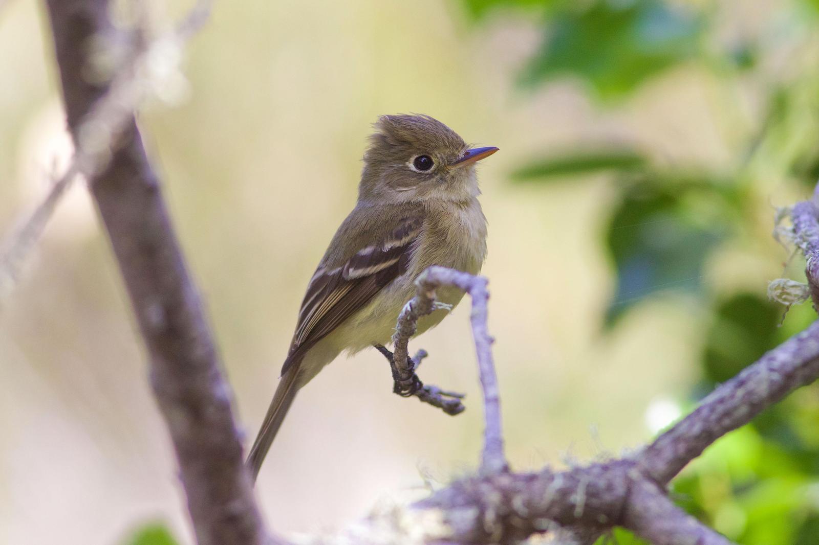 Pacific-slope Flycatcher Photo by Tom Ford-Hutchinson