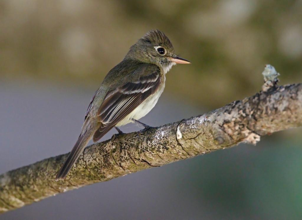Pacific-slope Flycatcher Photo by Emily Willoughby