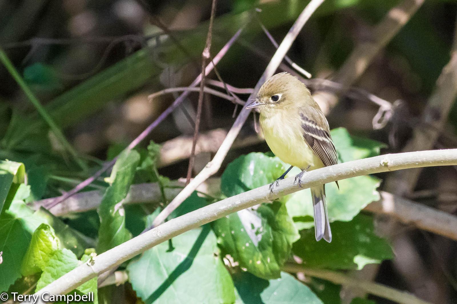 Pacific-slope Flycatcher Photo by Terry Campbell