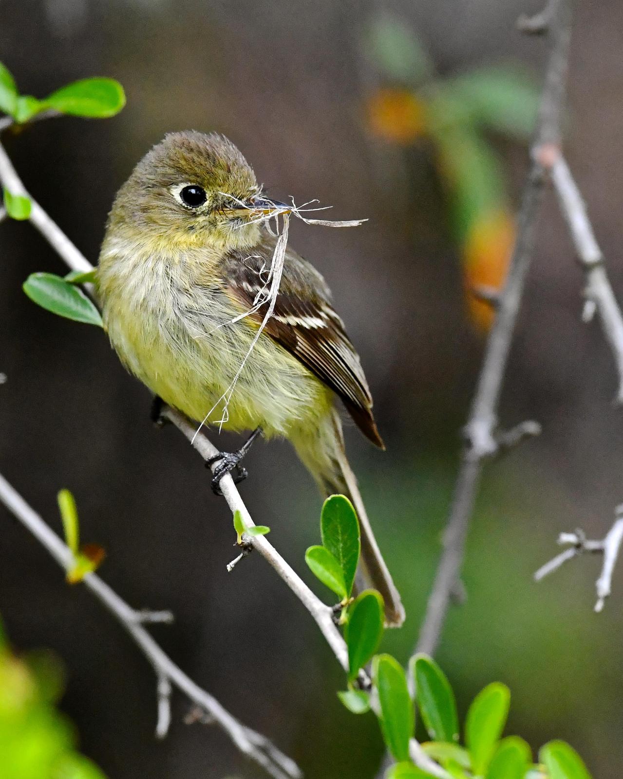 Pacific-slope Flycatcher Photo by Gerald Friesen