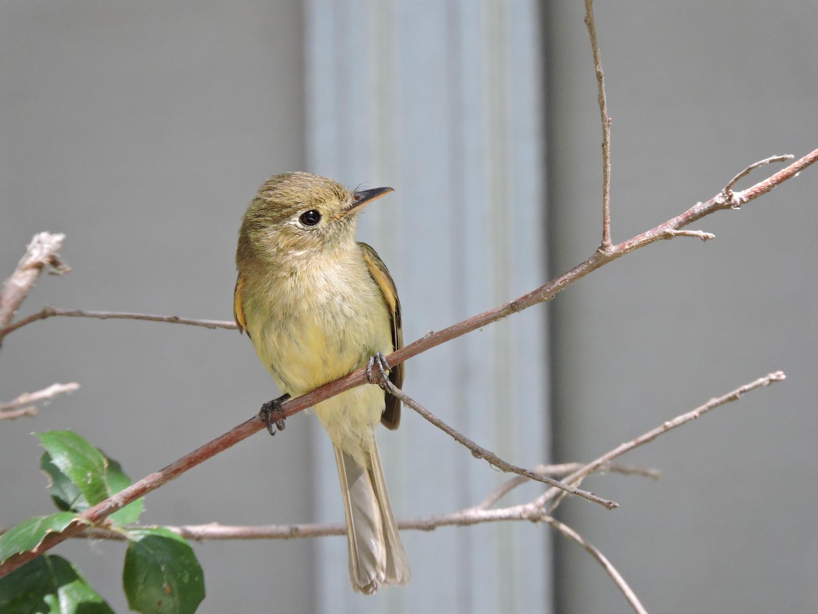 Pacific-slope Flycatcher Photo by Yvonne Burch-Hartley