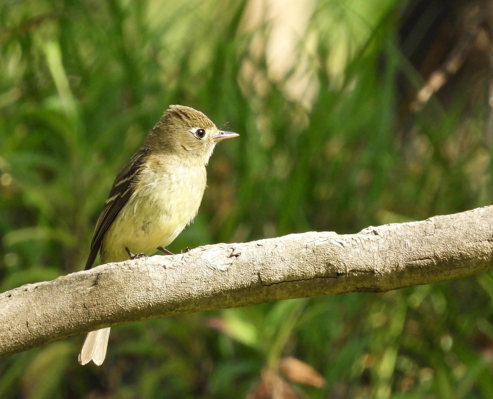 Pacific-slope Flycatcher Photo by Yvonne Burch-Hartley
