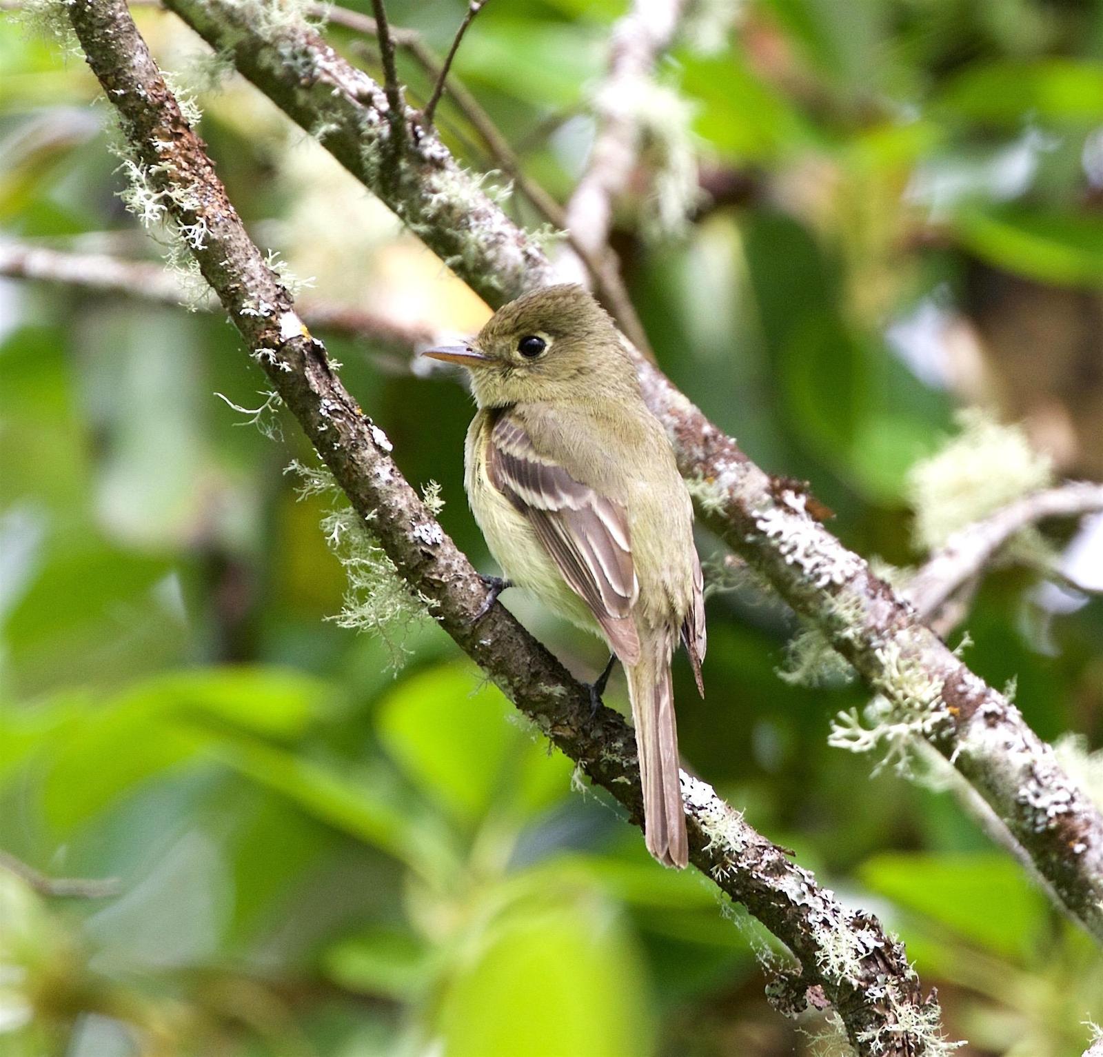 Pacific-slope Flycatcher Photo by Kathryn Keith