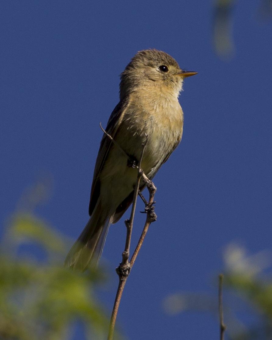 Buff-breasted Flycatcher Photo by Jeff Moore