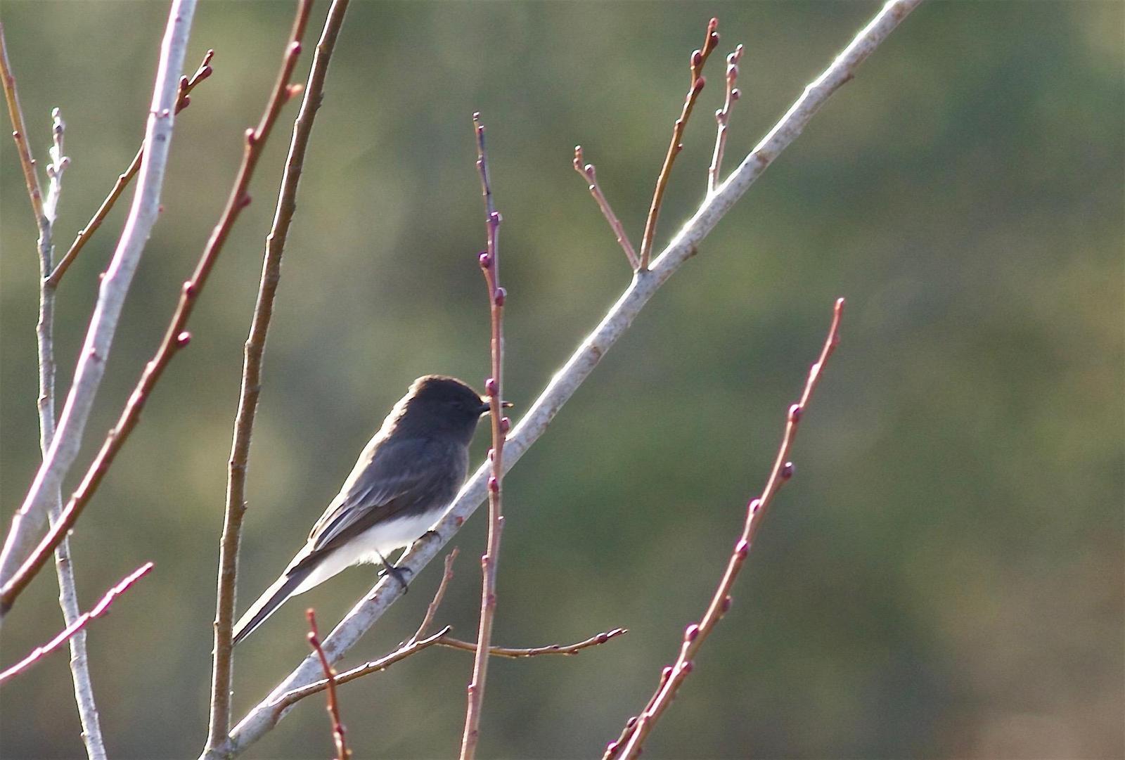 Black Phoebe Photo by Kathryn Keith