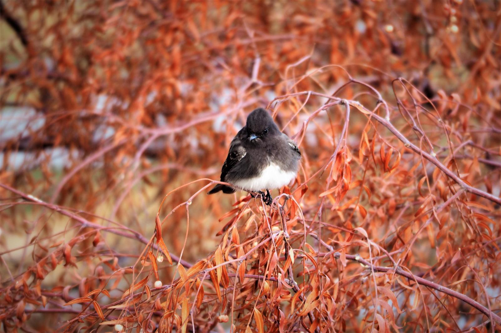 Black Phoebe Photo by Colin Hill