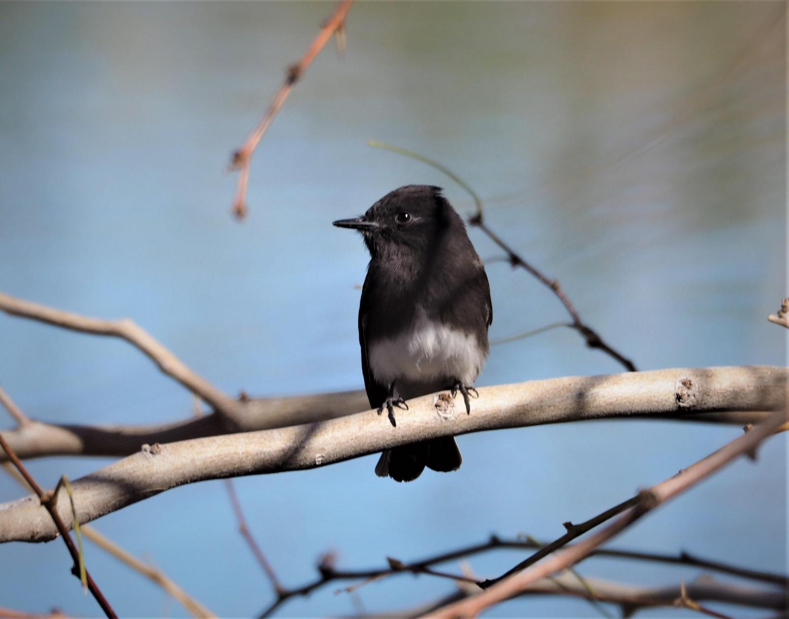 Black Phoebe Photo by Colin Hill