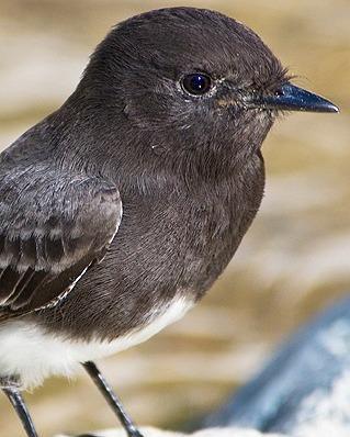 Black Phoebe Photo by Pete Myers