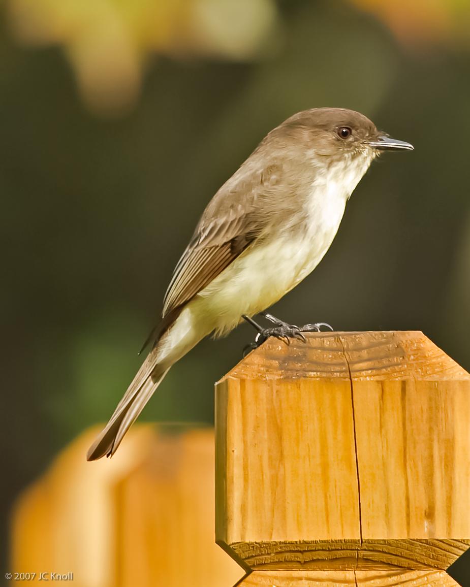 Eastern Phoebe Photo by JC Knoll