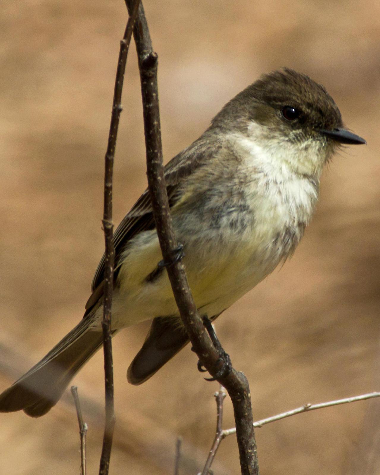 Eastern Phoebe Photo by Rob Dickerson