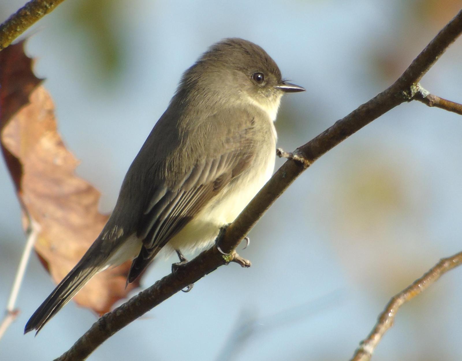 Eastern Phoebe Photo by Chris Allen