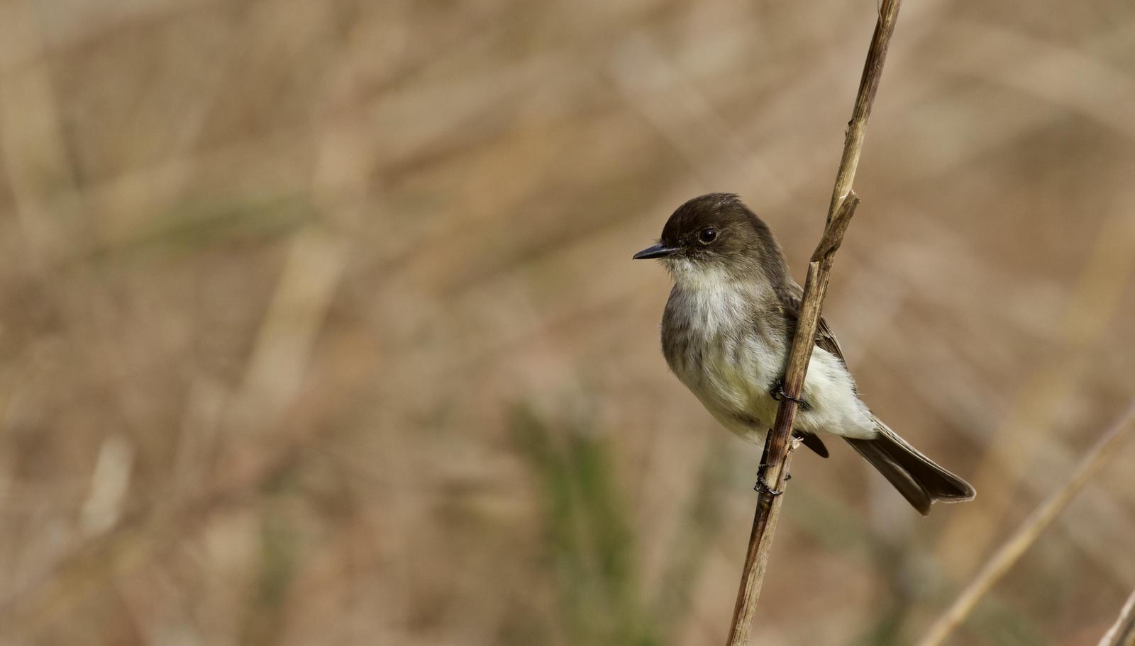 Eastern Phoebe Photo by  