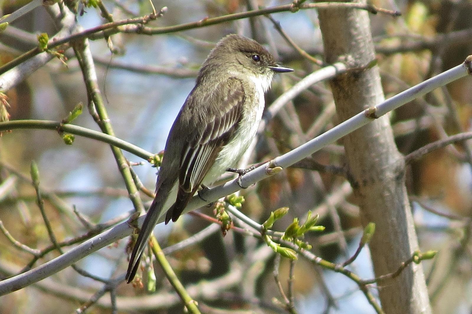 Eastern Phoebe Photo by Enid Bachman