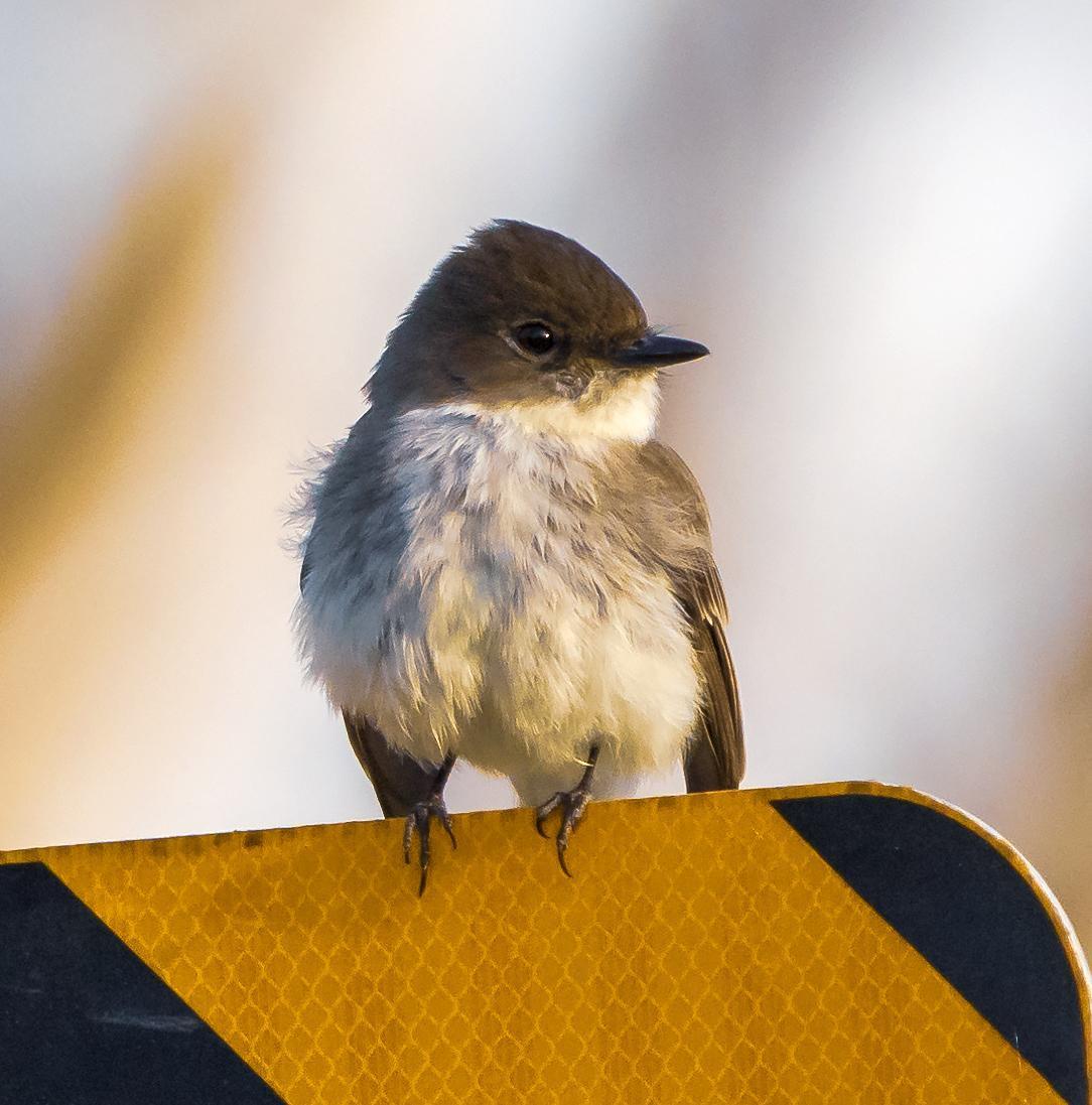 Eastern Phoebe Photo by Tom Gannon