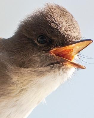 Eastern Phoebe Photo by Pete Myers