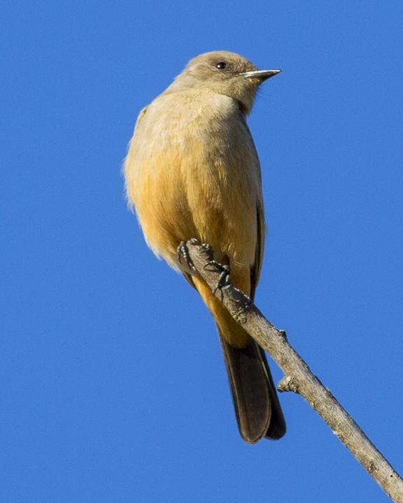 Say's Phoebe Photo by Anthony Gliozzo