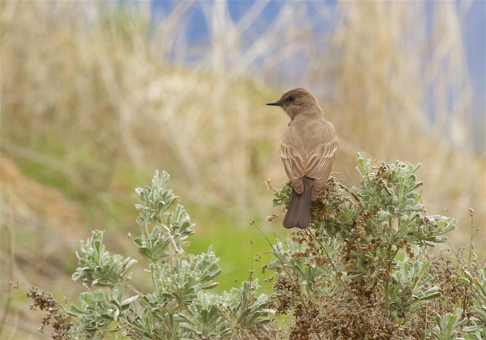 Say's Phoebe Photo by Kathryn Keith