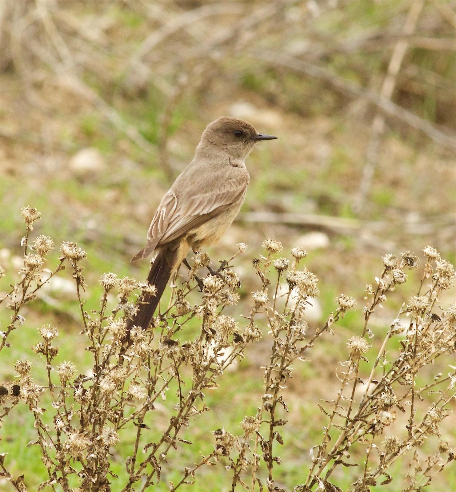 Say's Phoebe Photo by Kathryn Keith