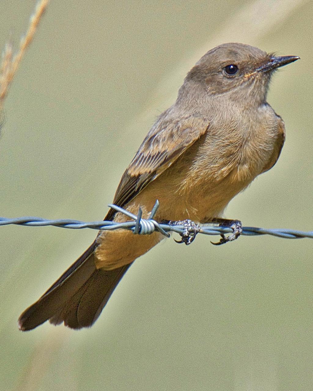 Say's Phoebe Photo by Brian Avent