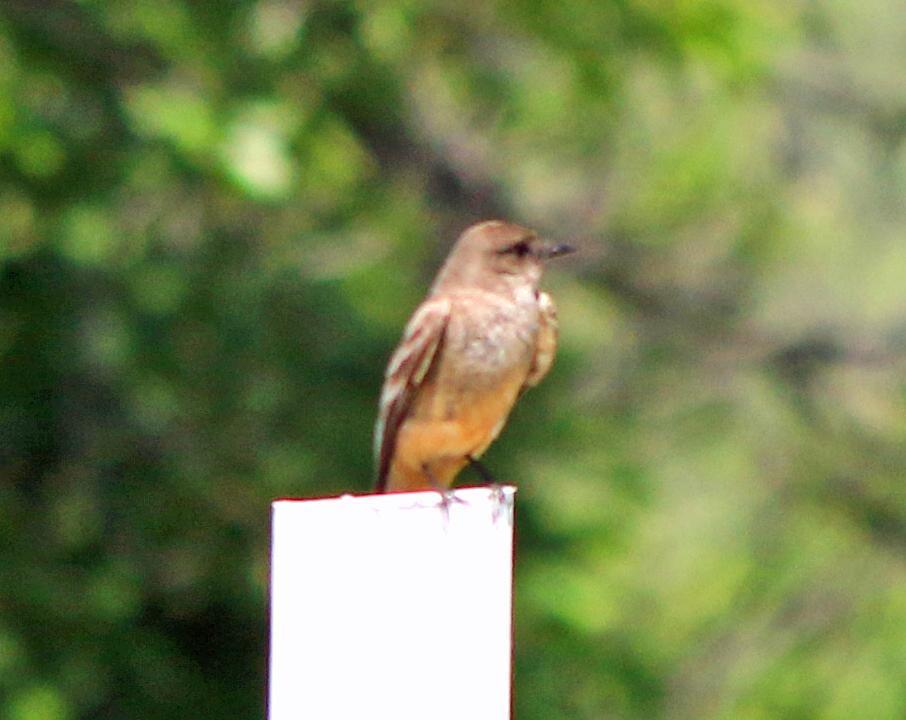 Say's Phoebe Photo by Tom Gannon