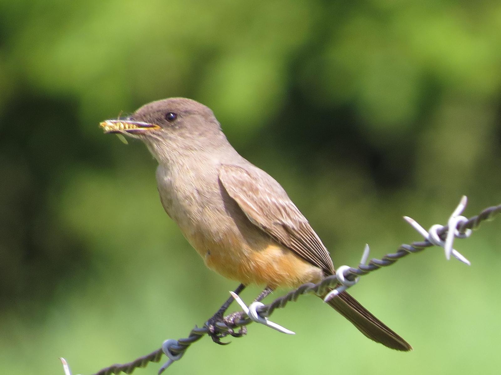 Say's Phoebe Photo by Enid Bachman