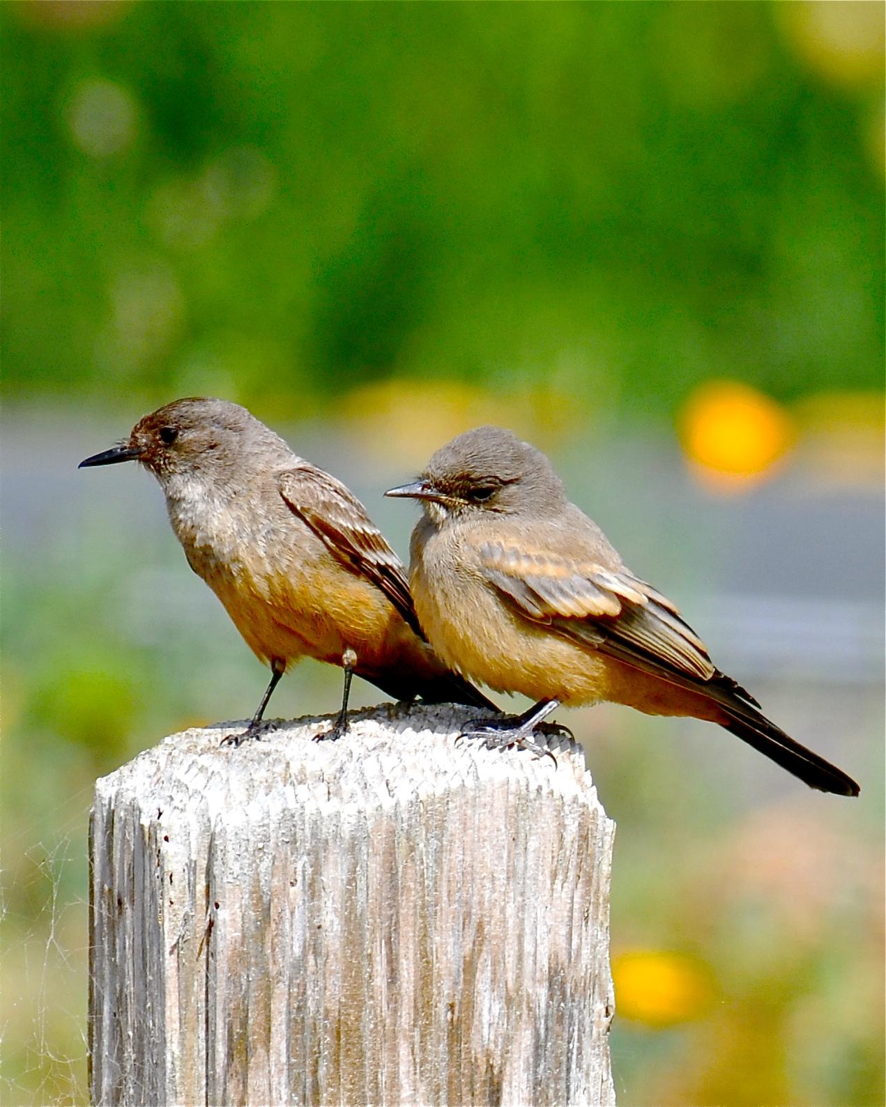 Say's Phoebe Photo by Gerald Friesen
