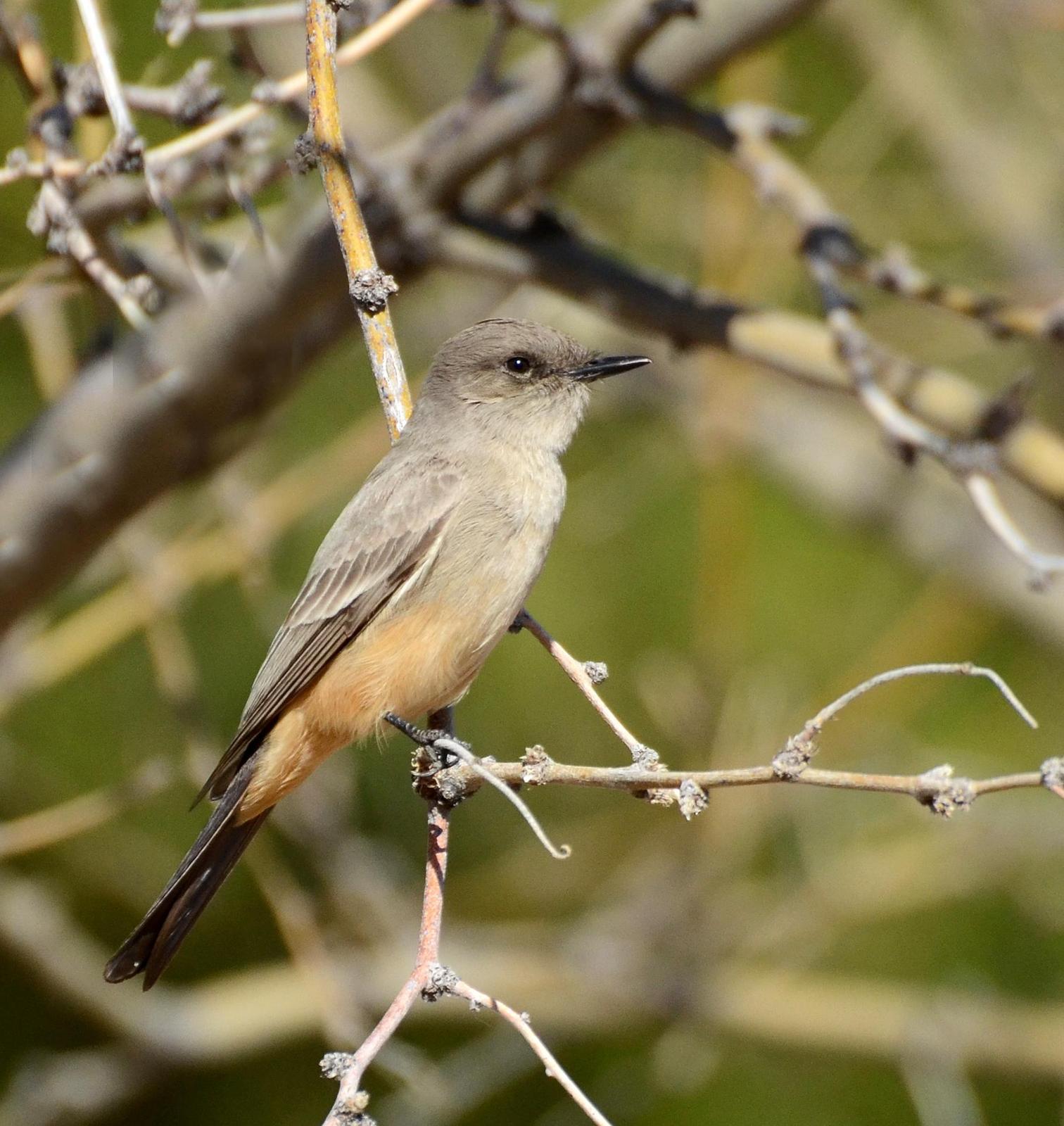 Say's Phoebe Photo by Steven Mlodinow