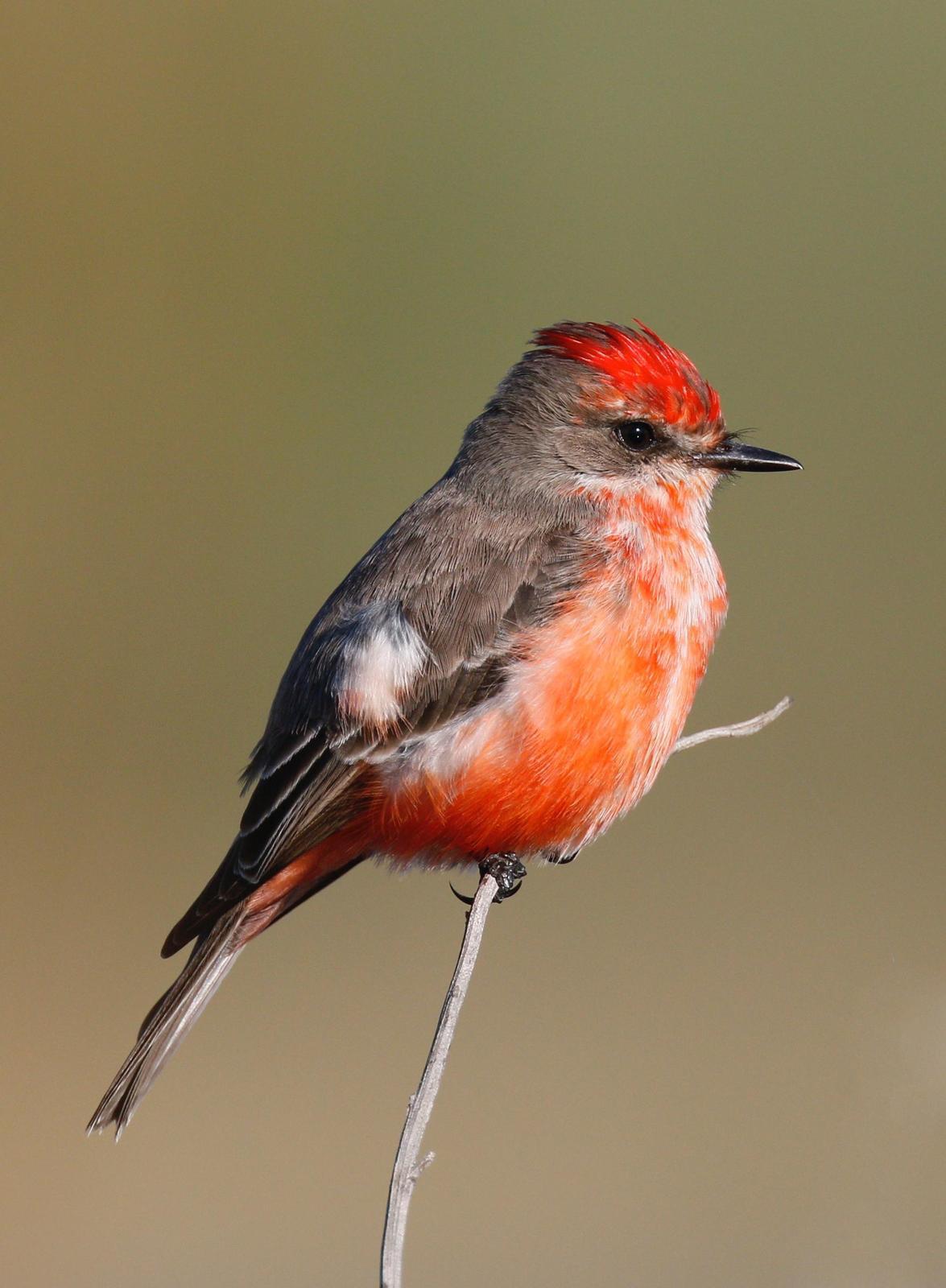 Vermilion Flycatcher Photo by Emily Willoughby