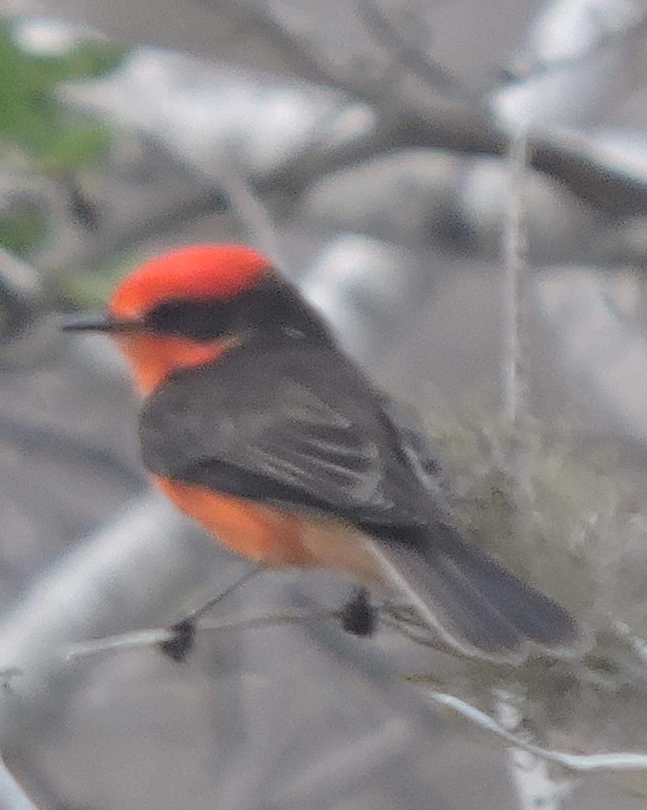 Vermilion Flycatcher (Galapagos) Photo by Peter Lowe