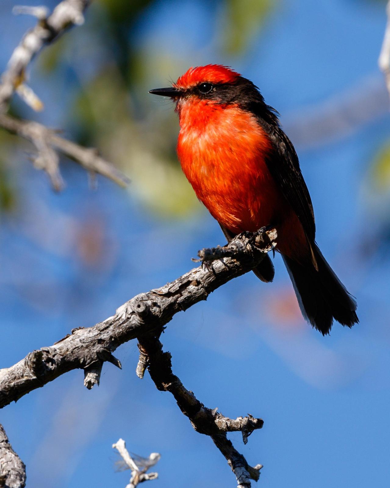 Vermilion Flycatcher (Galapagos) Photo by Alan Fieldus