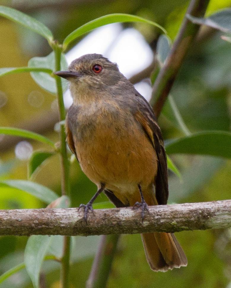 Rufous-tailed Tyrant Photo by Robert Lewis