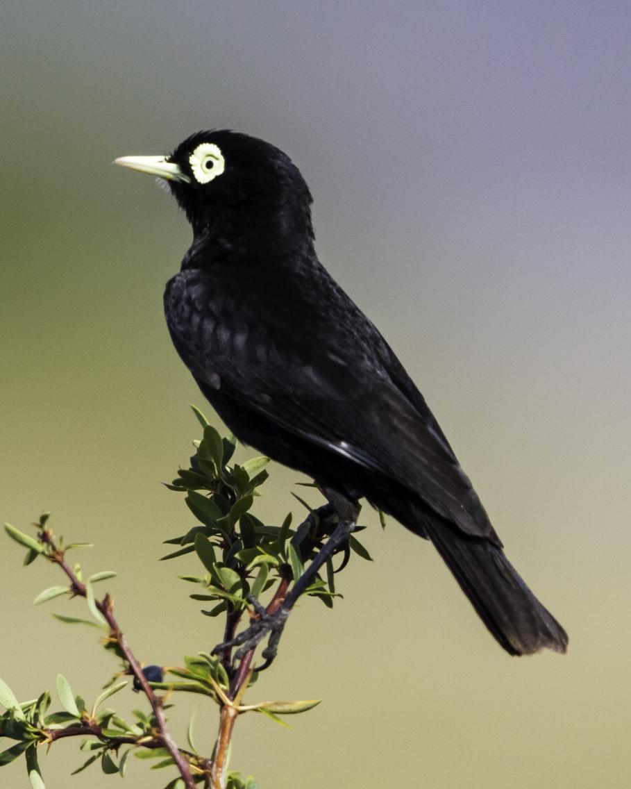 Spectacled Tyrant Photo by Rhys Marsh