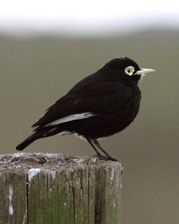 Spectacled Tyrant Photo by Peter Boesman