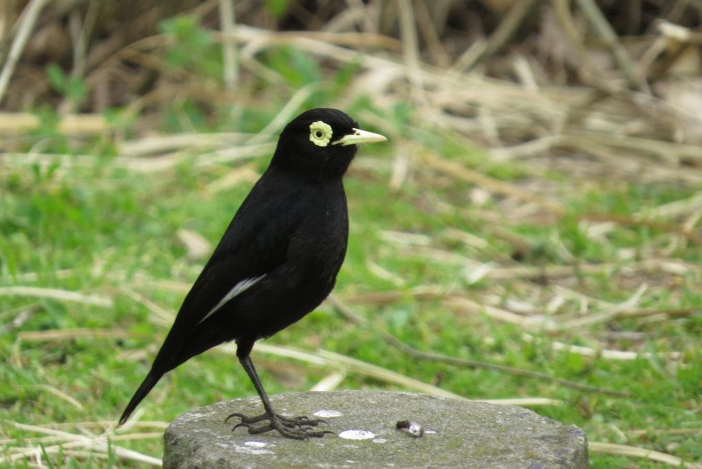 Spectacled Tyrant Photo by Jeff Harding