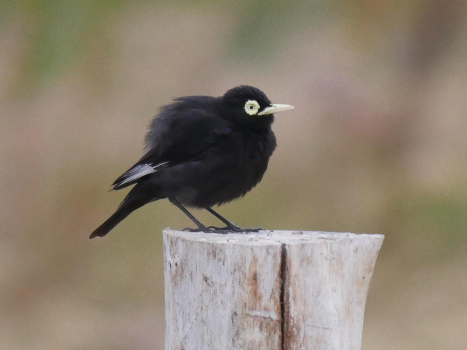 Spectacled Tyrant Photo by Peter Lowe