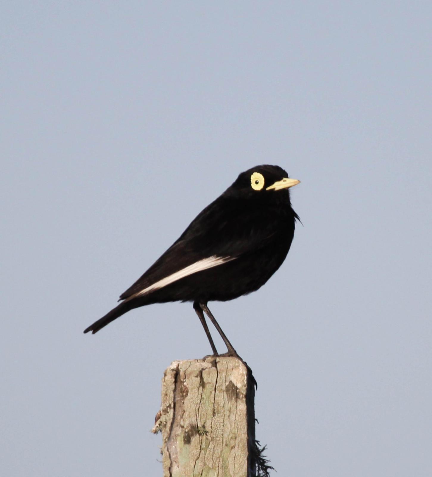 Spectacled Tyrant Photo by Marie Z. Gardner
