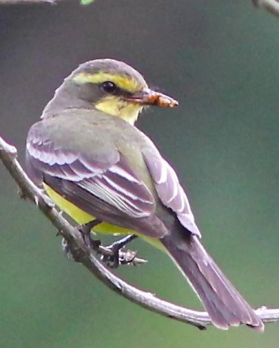 Yellow-browed Tyrant Photo by Dave Czaplak