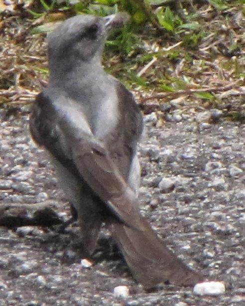 Shear-tailed Gray Tyrant Photo by Kent Fiala
