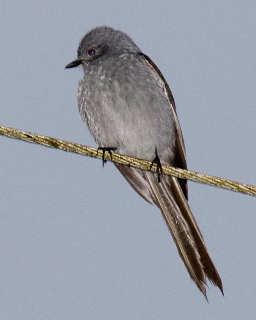 Shear-tailed Gray Tyrant Photo by Robert Lewis