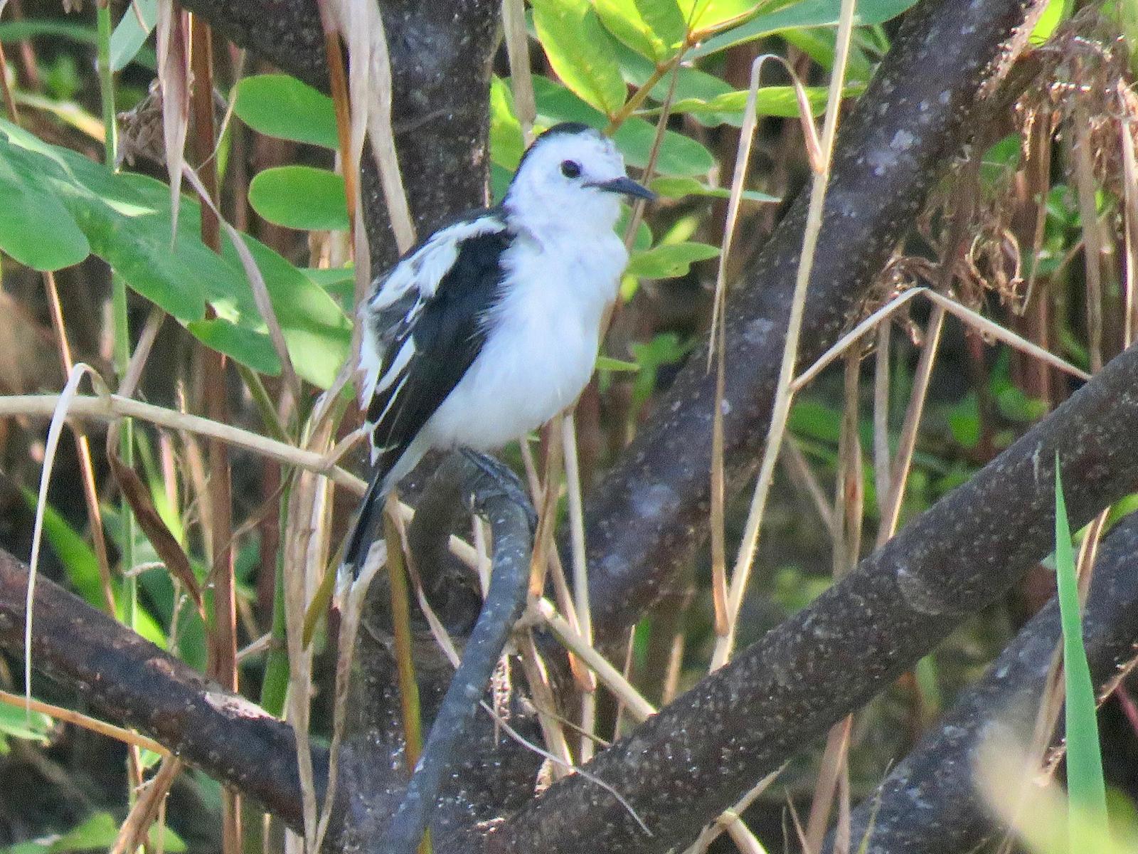 Pied Water-Tyrant Photo by James DeBiase