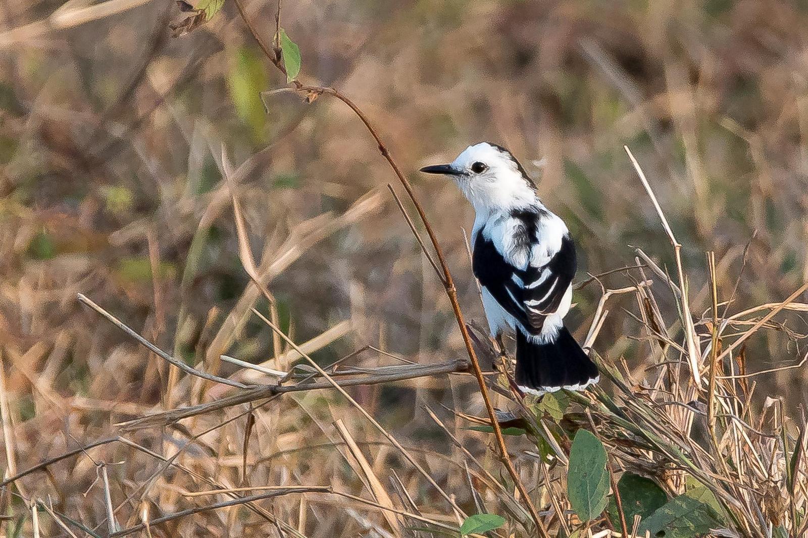 Pied Water-Tyrant Photo by Gerald Hoekstra