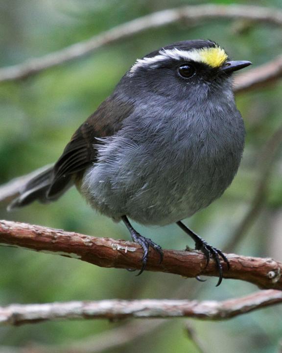 Crowned Chat-Tyrant Photo by Nick Athanas