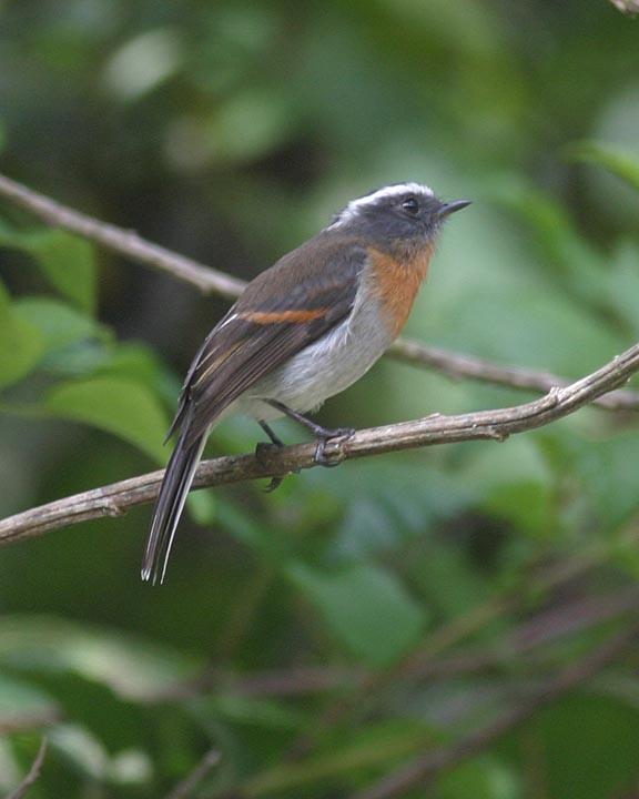 Rufous-breasted Chat-Tyrant Photo by Peter Boesman