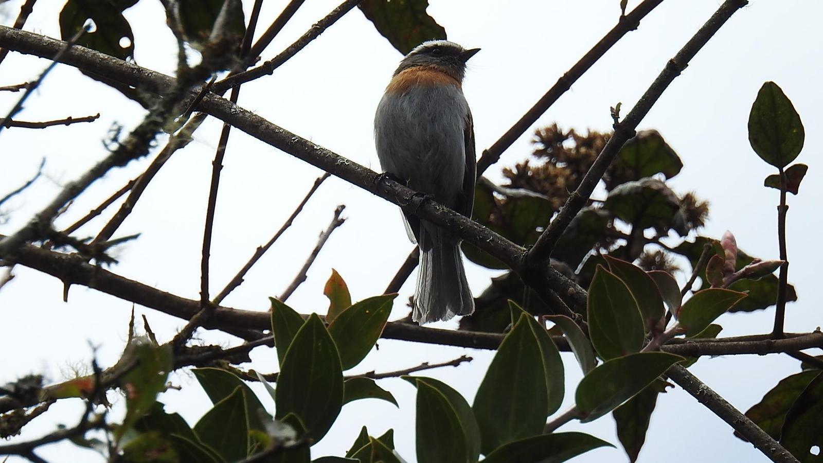 Rufous-breasted Chat-Tyrant Photo by Julio Delgado