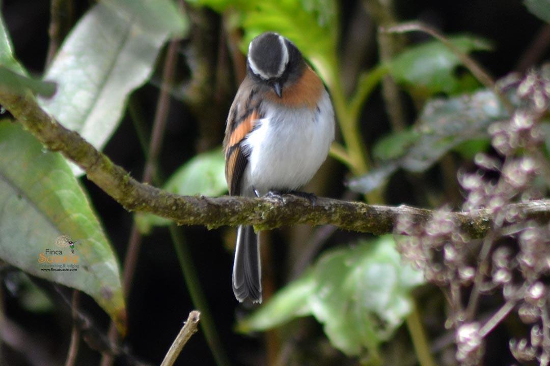 Rufous-breasted Chat-Tyrant Photo by Marcela Avellaneda
